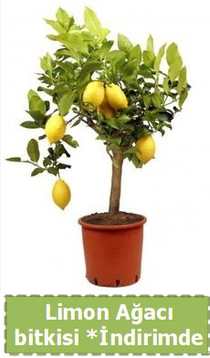 Limon a�ac� bitkisi Ev i�in limon bitkisi Ankara K�z�lay Al��veri� Merkezi AVM �i�ek �i�ek�i , �i�ek�ilik 