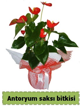 Antoryum saks� bitkisi b�y�k boy sat��� Ankara K�z�lay Al��veri� Merkezi AVM �i�ek �i�ek�i , �i�ek�ilik 