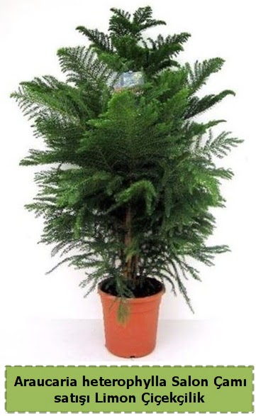 Salon �am� Sat��� Araucaria heterophylla Ankara Taurus AVM �i�ek�iler �i�ek sat���