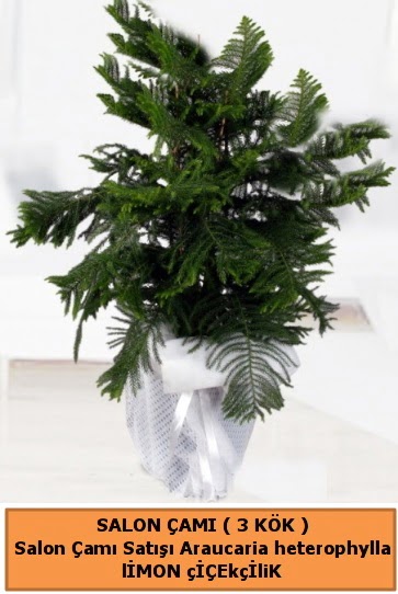 Araucaria heterophylla Salon �am� Ankara Forum Outlet AVM �i�ek�i �i�ek sipari�i