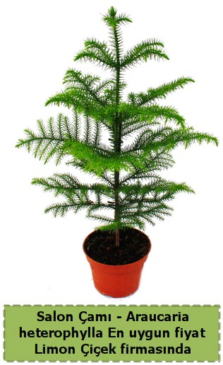 Araucaria heterophylla Salon �am� tek dall� Ankara Taurus AVM �i�ek�iler �i�ek sat���