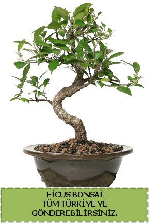 Ficus bonsai Ankara FTZ Al��veri� merkezi AVM �i�ek�iler �i�ek g�nder