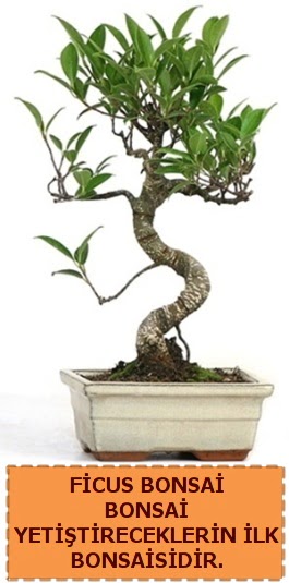 Ficus bonsai 15 ile 25 cm aras�ndad�r Ankara Antares Al��veri� merkezi AVM �i�ek yolla