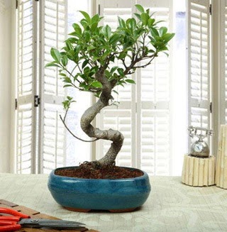 Amazing Bonsai Ficus S �thal Ankara Kentpark Al��veri� Merkezi AVM �i�ek�iler
