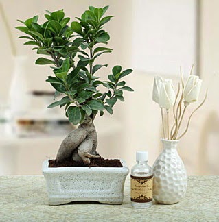 Ginseng ficus bonsai Ankara Cepa Al��veri� Merkezi AVM �i�ek�iler