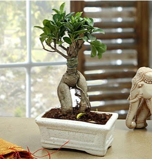 Marvellous Bonsai ginseng Ankara Next Level AVM �i�ek sipari�i sitesi