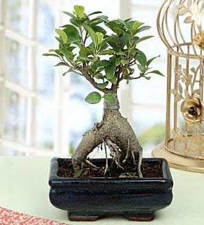 Appealing Ficus Ginseng Bonsai Ankara Akvaryum AVM �i�ek yolla
