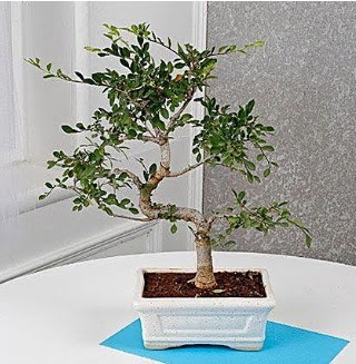 Unique Ulmus S Shaped Bonsai Ankara Gimsa AVM �i�ek online �i�ek sipari�i