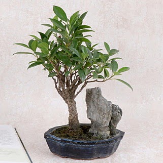 Japon a�ac� Evergreen Ficus Bonsai Ankara FTZ Al��veri� merkezi AVM �i�ek�iler �i�ek g�nder