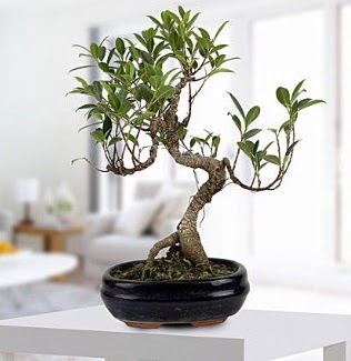 Gorgeous Ficus S shaped japon bonsai Carrefoursa AVM Ankara �i�ek sipari�i 