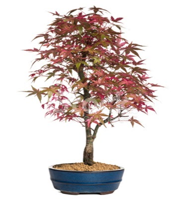 Ak�aa�a� bonsai s�per bonsai a�ac� Ankara Podium AVM  cicek , cicekci 
