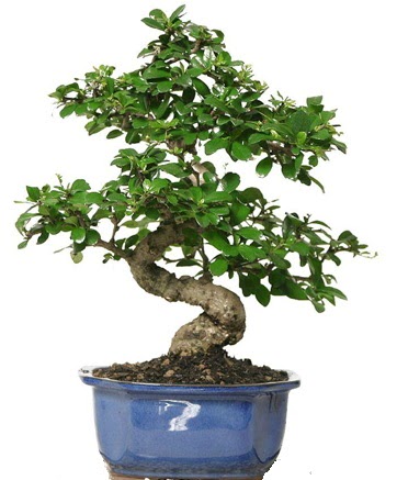 21 ile 25 cm aras� �zel S bonsai japon a�ac� Ankara Ankamall AVM �i�ek�i telefonlar�