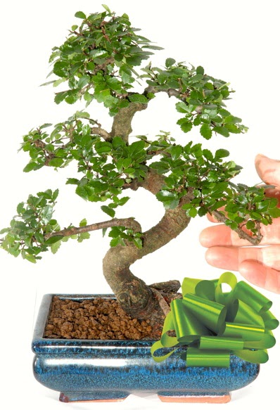 Yakla��k 25 cm boyutlar�nda S bonsai Ankara Next Level AVM �i�ek sipari�i sitesi