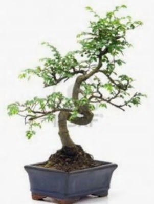 S g�vde bonsai minyat�r a�a� japon a�ac� Ankara Taurus AVM �i�ek�iler �i�ek sat���