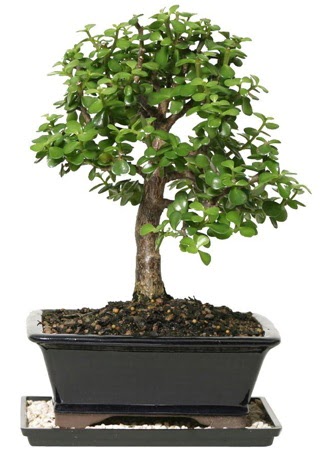 15 cm civar� Zerkova bonsai bitkisi Ankara Next Level AVM �i�ek sipari�i sitesi