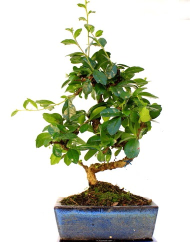 S g�vdeli carmina bonsai a�ac� Ankara Antares Al��veri� merkezi AVM �i�ek yolla Minyat�r a�a�