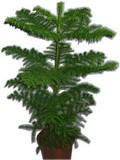 Carrefoursa AVM Ankara �i�ek sipari�i  Araucaria 
