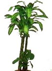 Ankara Bilkent Center AVM �i�ek yolla , �i�ek g�nder , �i�ek�i Dracaena massengena