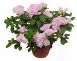 Ankara Eryaman G�ksu AVM �i�ek servisi , �i�ek�i adresleri Rhodendron latince A�elya 