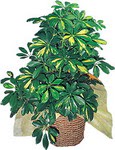 Ankara Kentpark Al��veri� Merkezi AVM �i�ek�iler Schefflera gold 