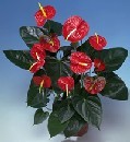 Panora AVM Ankara �i�ek g�nderme Anthurium Saksili Bitki